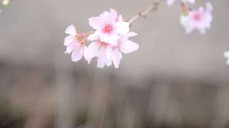 冬に咲く桜。