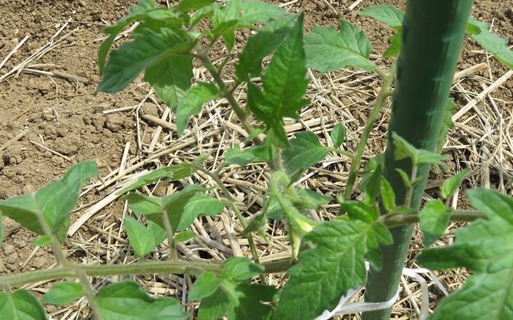 ミニトマトの栽培。
