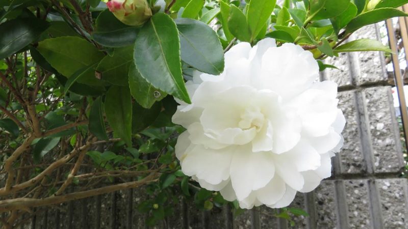 純白の花。多治見市　家庭菜園　検索