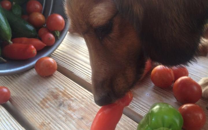 愛犬は野菜好き。