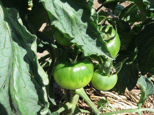 夏の定番、リコピンたっぷりでお肌に優しいトマトの収穫。