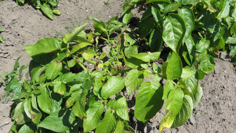 新ジャガイモの収穫。　瑞浪市　家庭菜園検索