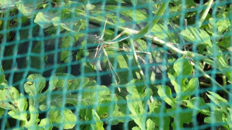６キロ育った大玉スイカを収穫！