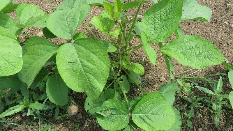 栄養豊富な黒豆栽培。